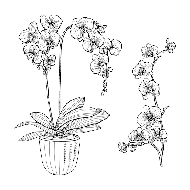 Kostenloser Vektor hand gezeichnete orchideen-umrissillustration