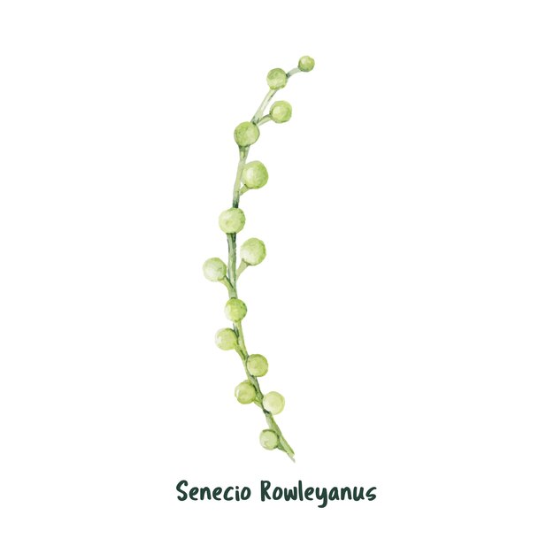 Hand gezeichnete Perlenkette Succulent