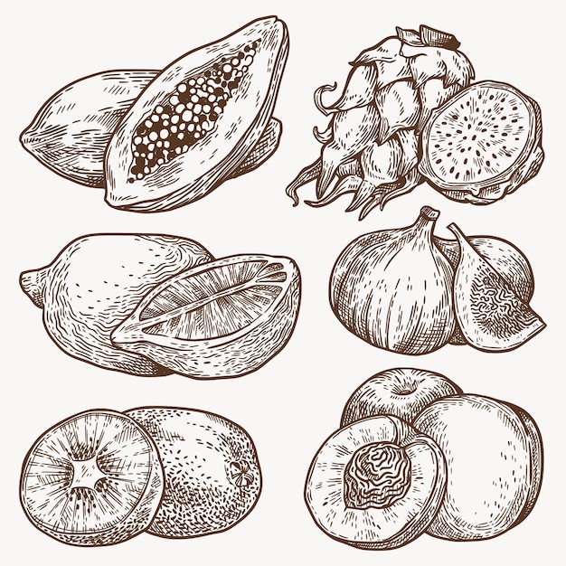 Seite 3 | Frucht Zeichnung Bilder - Kostenloser Download auf Freepik