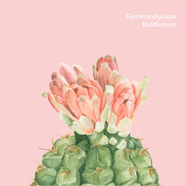 Hand gezeichneter gymnocalycium baldianum kaktus