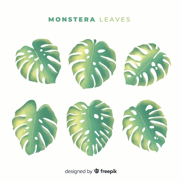 Hand gezeichneter monstera-packsatz