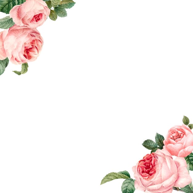 Hand gezeichneter rosa Rosenrahmen auf weißem Hintergrundvektor