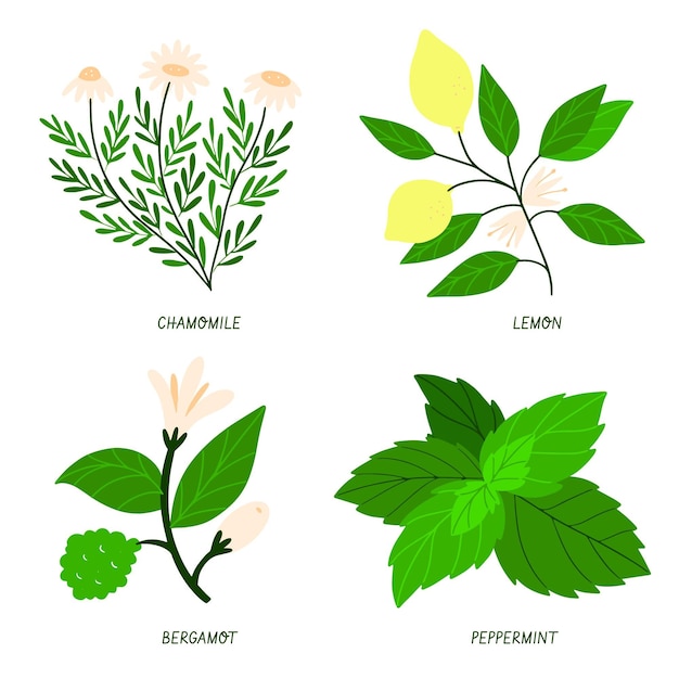 Kostenloser Vektor hand zeichnen ätherisches öl kräuterset