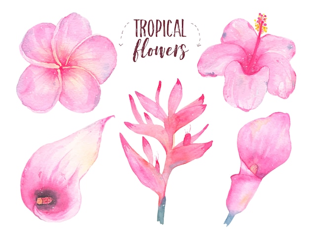 Handgemalter tropischer Blume Frangipani-Hibiscus-Callaliliensatz des Aquarells lokalisiert auf Weiß