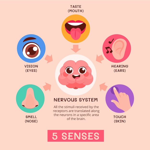 Kostenloser Vektor handgezeichnete 5 sinne infografik