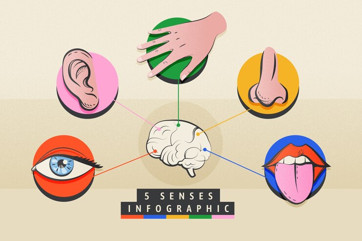 Kostenlose Vektor handgezeichnete 5 sinne infografik
