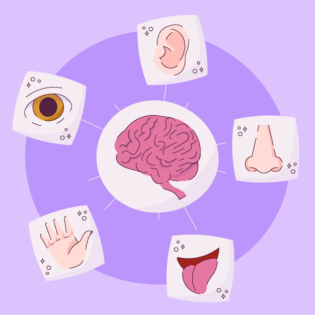 Kostenloser Vektor handgezeichnete 5 sinne infografik