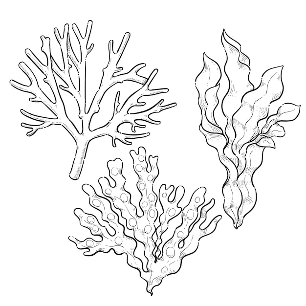 Handgezeichnete Algen-Zeichnungsillustration