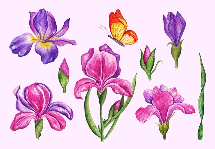 Kostenlose Vektor handgezeichnete aquarell-iris-blume mit schmetterlingssammlung