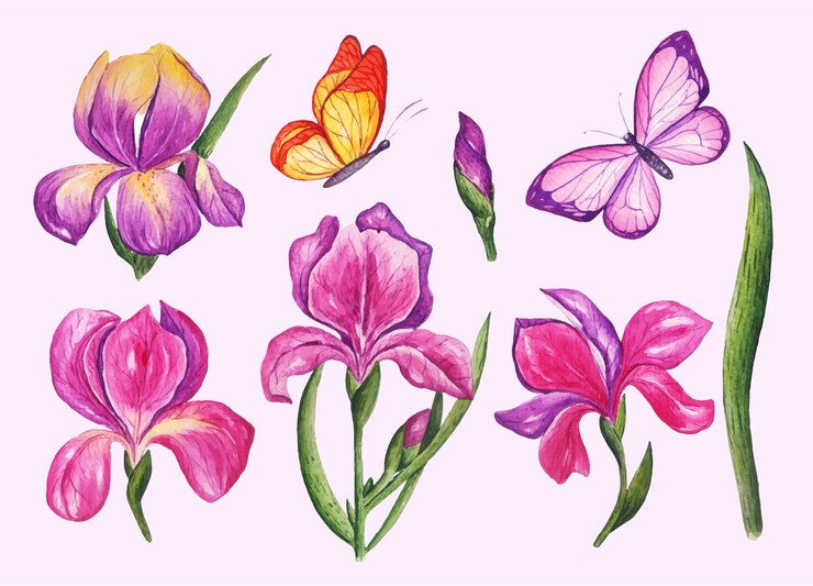 Kostenlose Vektor handgezeichnete aquarell-iris-blume mit schmetterlingssammlung