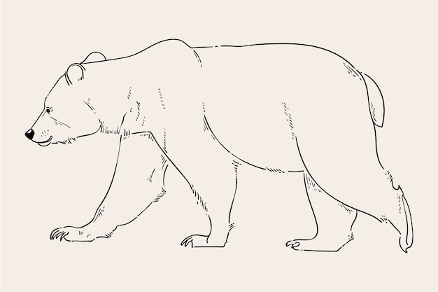 Handgezeichnete Bärenumrissillustration