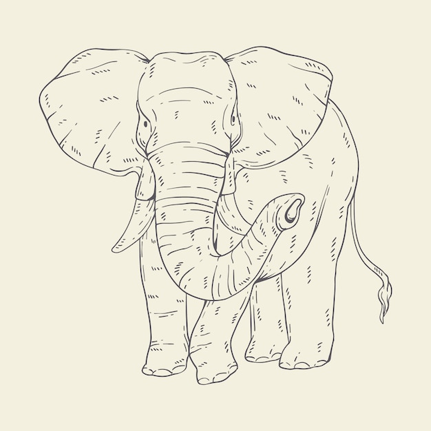 Handgezeichnete elefant-umrissillustration