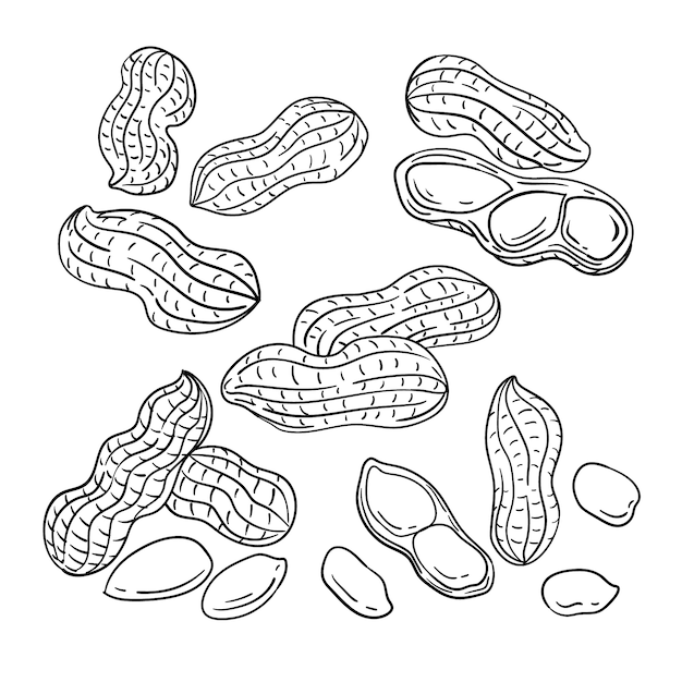 Kostenloser Vektor handgezeichnete erdnuss-umrissillustration