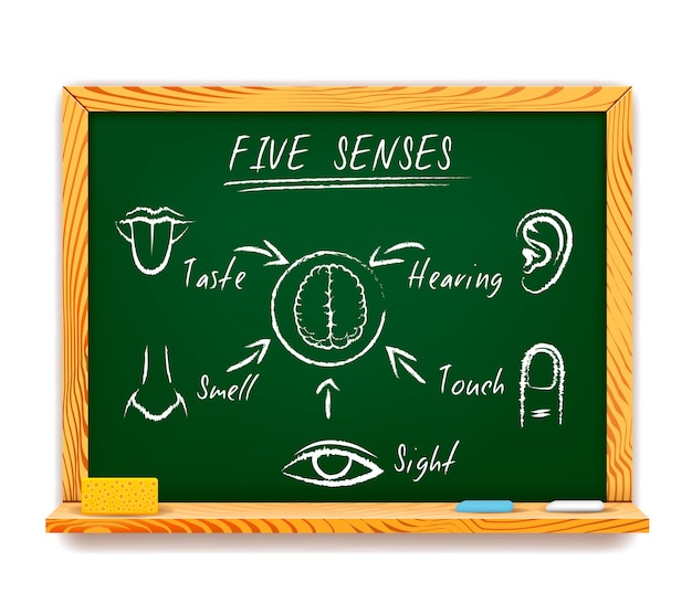 Handgezeichnete Infografik an der Tafel der fünf Sinne, die das Sehen, Berühren, Riechen, Schmecken und Hören mit Pfeilen zeigt, die auf ein menschliches Gehirn zeigen
