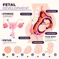 Kostenloser Vektor handgezeichnete infografik zur entwicklung des fötus