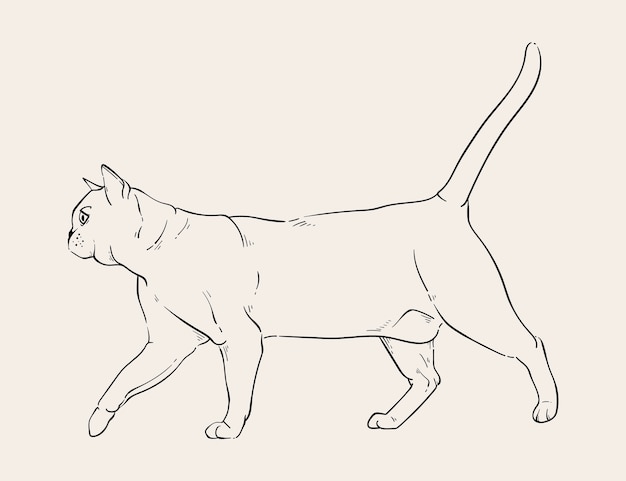 Handgezeichnete Katzenumriss-Illustration
