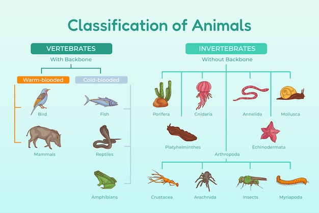 Handgezeichnete klassifizierung von tieren infografik