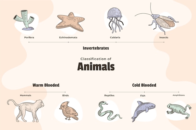 Kostenloser Vektor handgezeichnete klassifizierung von tieren infografik