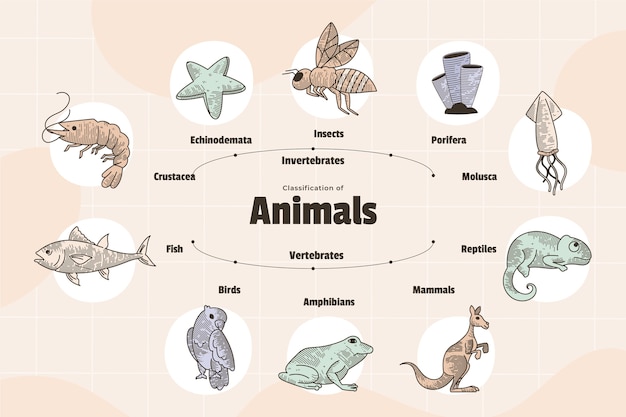 Kostenloser Vektor handgezeichnete klassifizierung von tieren infografik