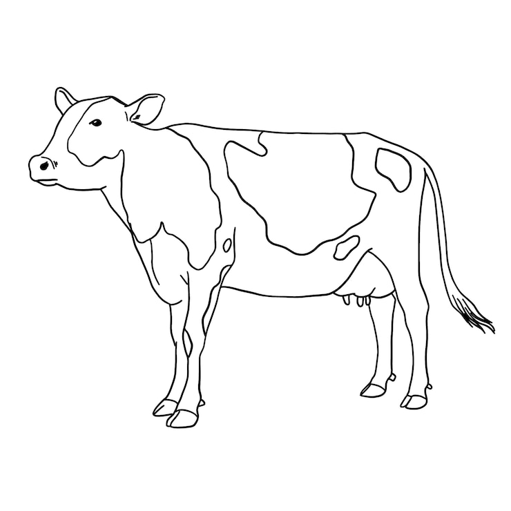 Kostenlose Vektor handgezeichnete kuhumrissillustration