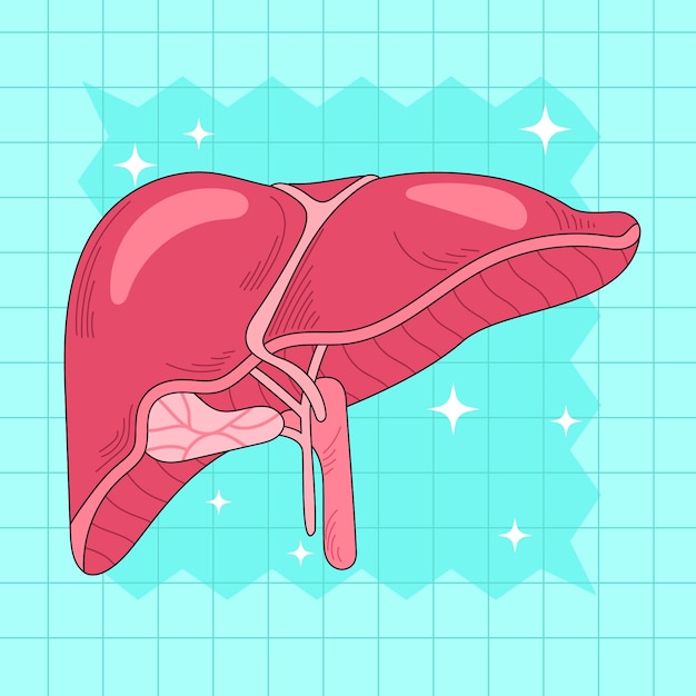 Kostenloser Vektor handgezeichnete leberzeichnung