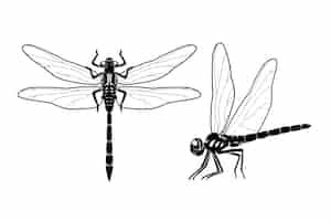Kostenloser Vektor handgezeichnete libellensilhouette
