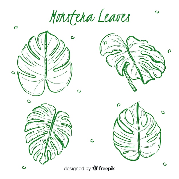 Handgezeichnete monstera blätter