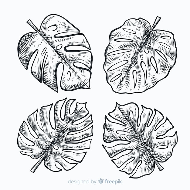 Kostenloser Vektor handgezeichnete monstera blätter