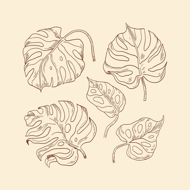 Handgezeichnete Monstera-Blatt-Illustration