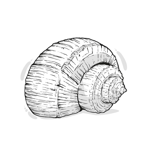 Kostenloser Vektor handgezeichnete muschelumrissillustration