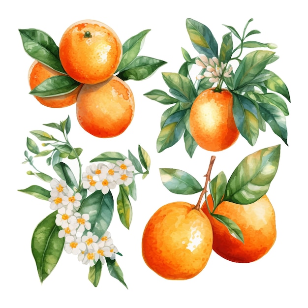 Handgezeichnete natürliche frische aquarell-orangen-cliparts