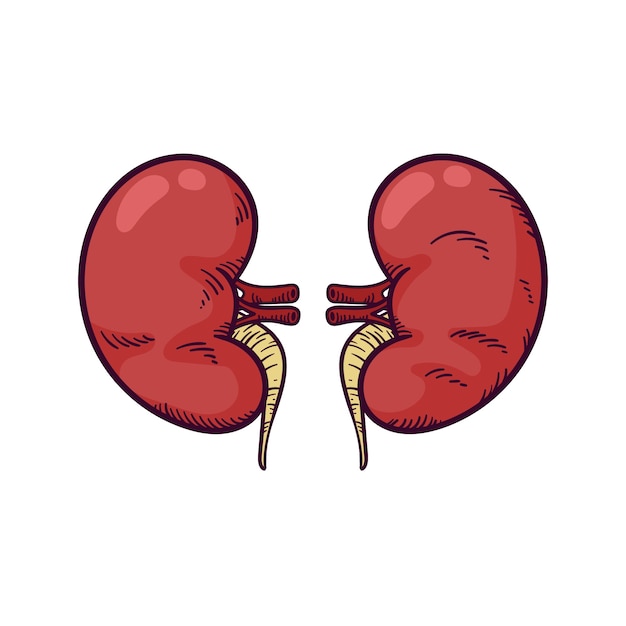 Handgezeichnete nierenzeichnung