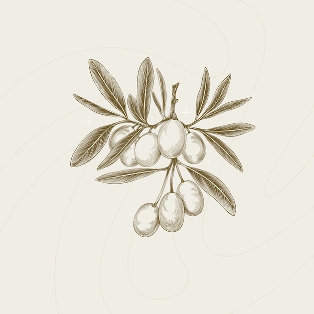 Kostenloser Vektor handgezeichnete olivenzweig-umrissillustration