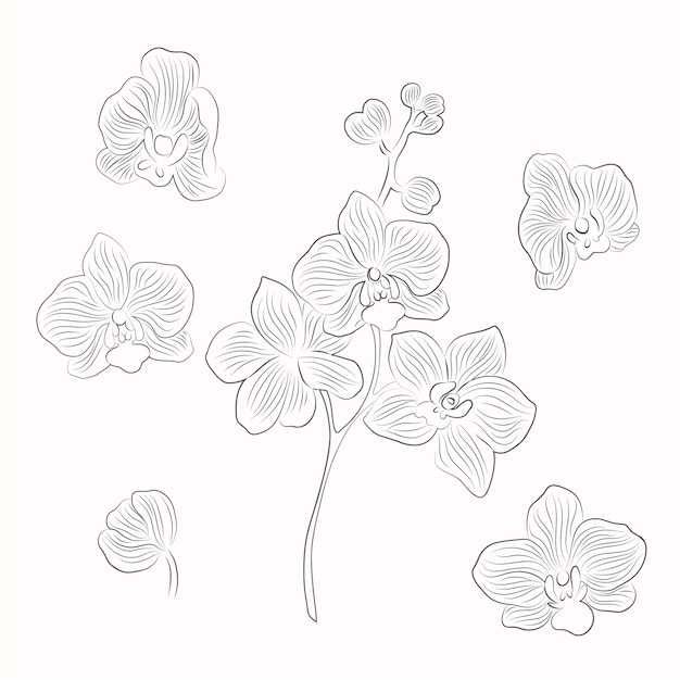 Kostenloser Vektor handgezeichnete orchideen-umrissillustration