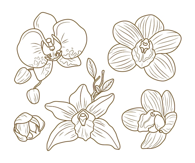 Handgezeichnete orchideenillustration