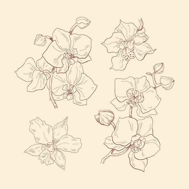 Handgezeichnete orchideenillustration