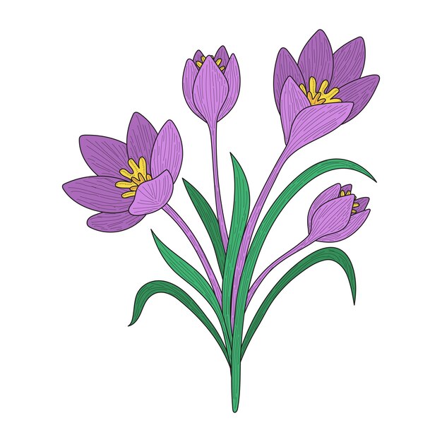 Handgezeichnete Safranblumenillustration