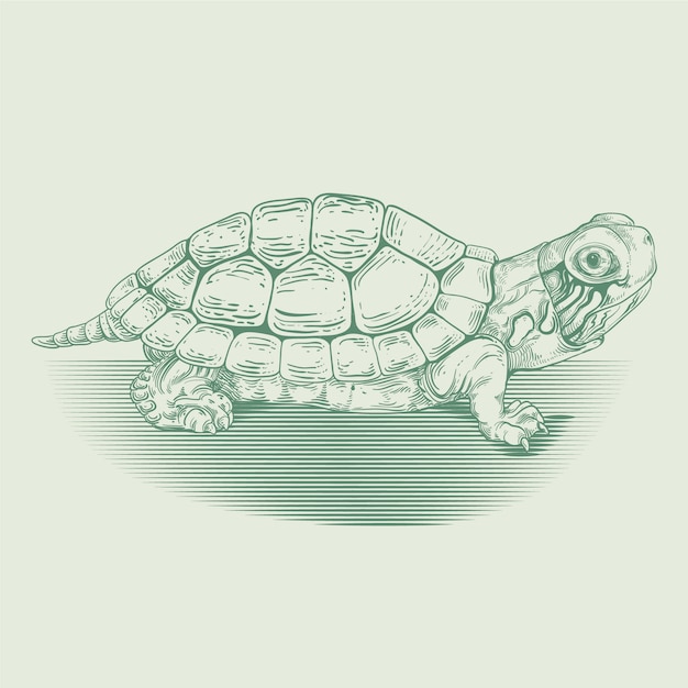 Handgezeichnete schildkröten-umrissillustration