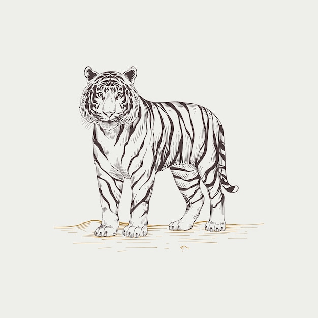 Handgezeichnete tiger-umrissillustration