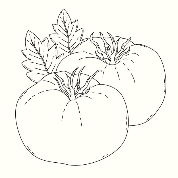 Handgezeichnete Tomaten-Umrissillustration