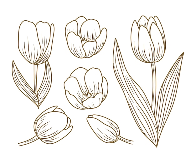 Handgezeichnete tulpenillustration