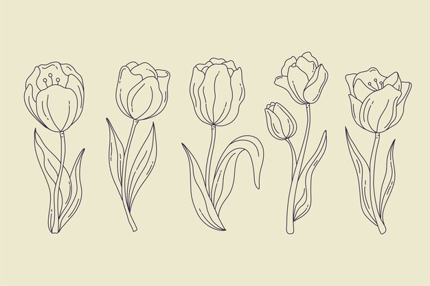 Handgezeichnete Tulpenumrissillustration