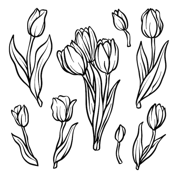 Handgezeichnete tulpenumrissillustration