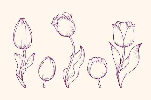 Handgezeichnete tulpenumrissillustration