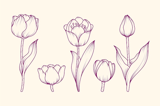 Kostenloser Vektor handgezeichnete tulpenumrissillustration