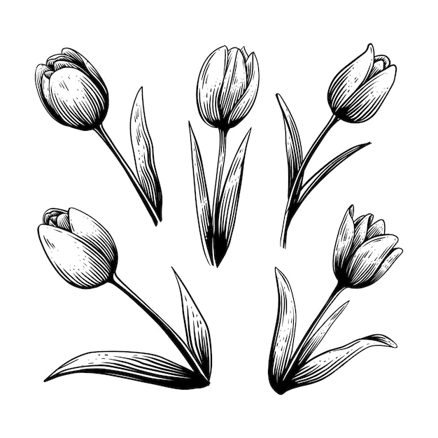 Kostenloser Vektor handgezeichnete tulpenumrissillustration