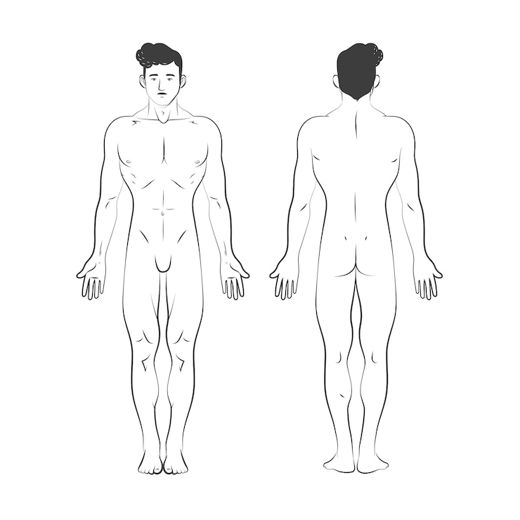 Kostenlose Vektor handgezeichnete umrissillustration des menschlichen körpers