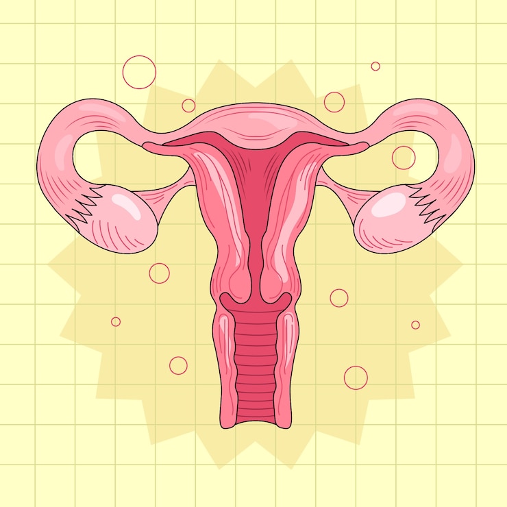 Kostenlose Vektor handgezeichnete uteruszeichnung