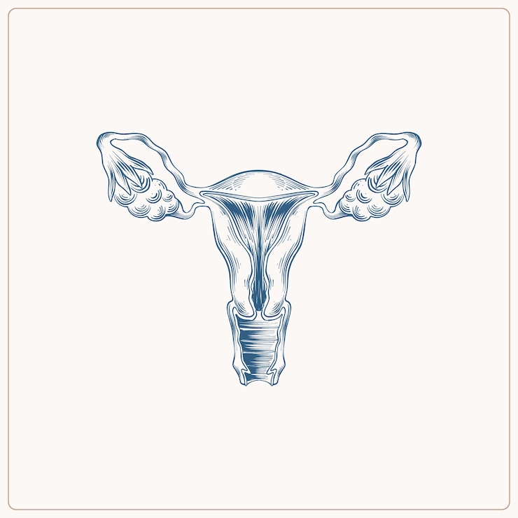 Kostenlose Vektor handgezeichnete uteruszeichnung