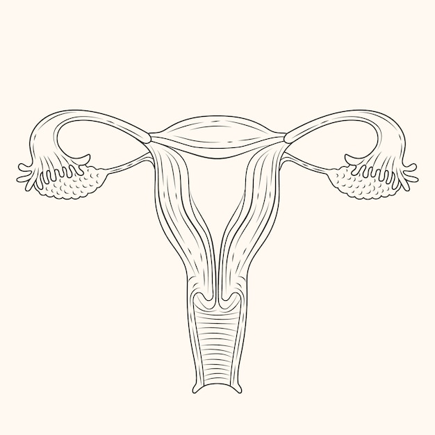 Kostenloser Vektor handgezeichnete uteruszeichnung